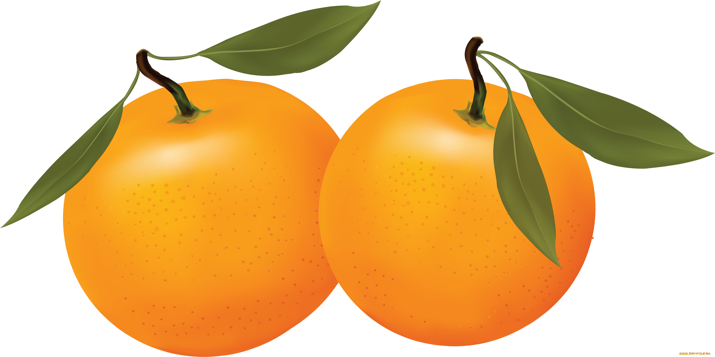 Картинки апельсин для детей цветные